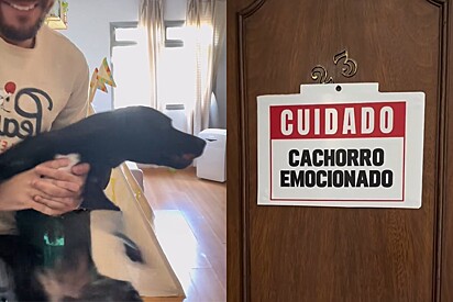 Homem chega em casa que tinha placa alertando sobre comportamento emocionado de cão e isso acontece.