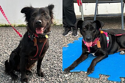 Cachorrinhas que sofrem com a Síndrome do Cachorro Preto buscam por um lar.