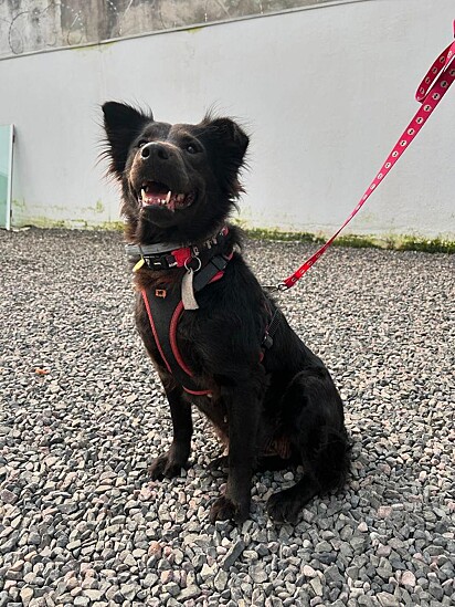 Por preconceito, muitos cães de pelagem preta acabam não sendo adotados.