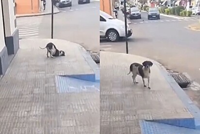 Conheça Bobinsky, o vira-lata esperto que foge e se finge de doente para ganhar pastel na rua