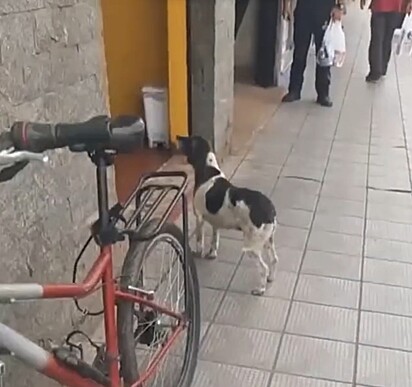 Mesmo desmascarado, ele continua na missão de pedir pastel.