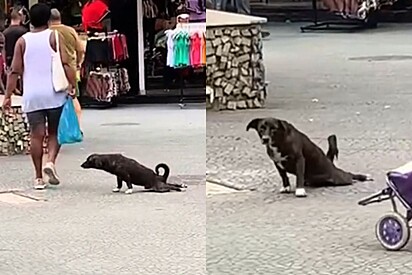 Marrom do Calçadão, o vira-lata que finge lesão para ganhar comida e carinho