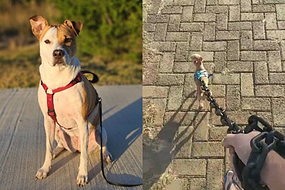 Qual é o modelo de coleira ideal para cada tipo de cão?