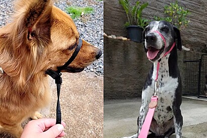 Coleira cabresto para cachorros.