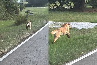 O cão foi adotado e tem uma irmã da mesma raça.