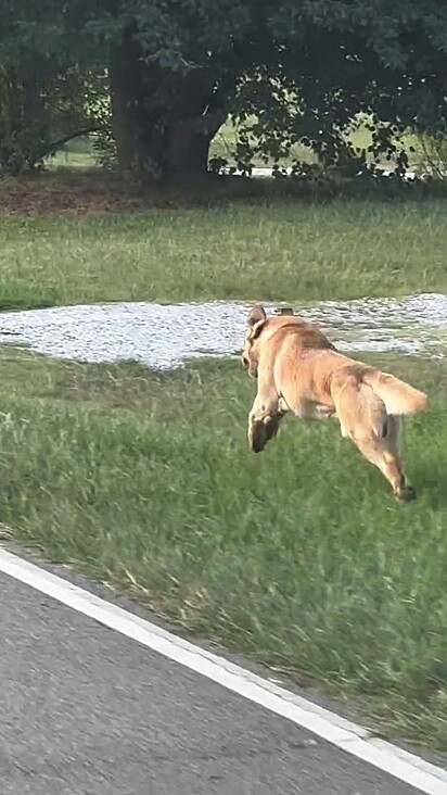 A atitude do labrador mudou a vida dele.