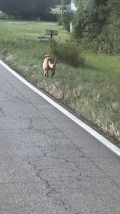 O cãozinho chamou a atenção das pessoas certas.