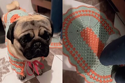 Cão Pug ganha roupinha combinando com os tapetes da cozinha e moda viraliza 