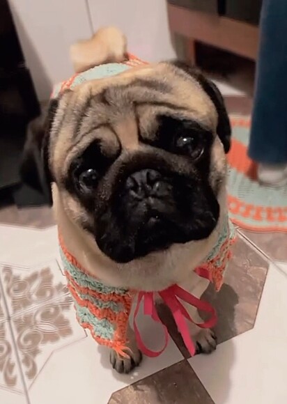 O pug ficou uma gracinha!