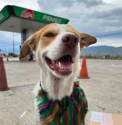 Mailo é um vira-latinha que teve sua vida transformada quando chegou ao posto de gasolina Pemex.