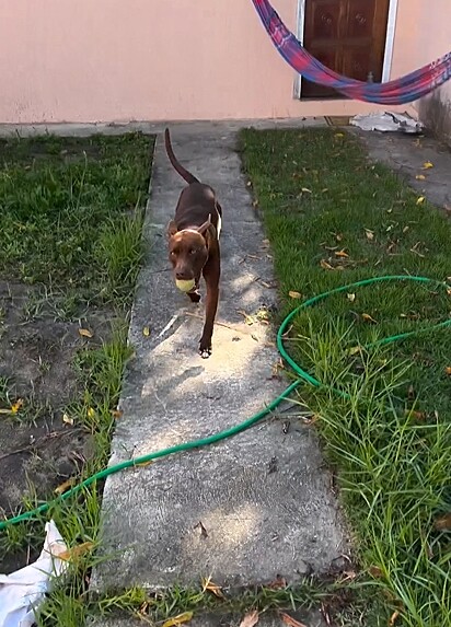 Renan decidiu adotar o cãozinho.