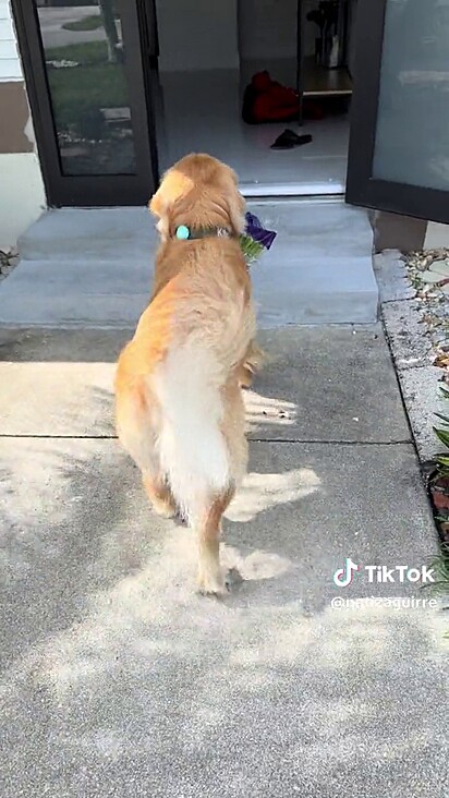 O cão levou a sacola para dentro de casa.