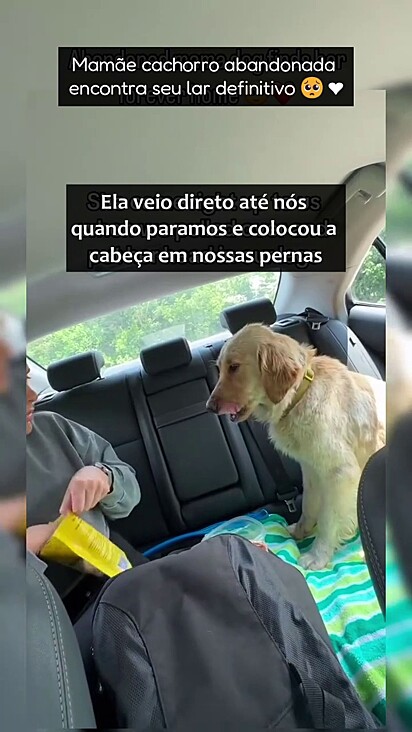 A cachorrinha foi separada dos seus filhotes.