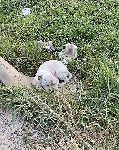 O pitbull foi abandonado à beira da estrada.