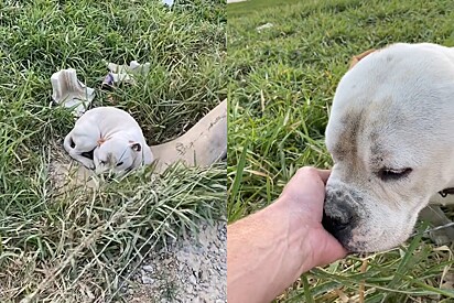 Pitbull abandonado em estrada reage de forma emocionante ao perceber que homem veio para ajudá-lo.