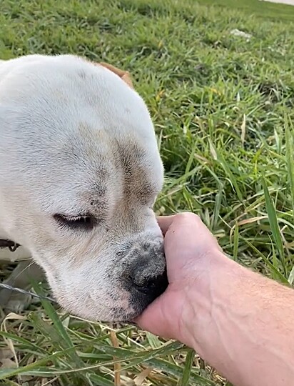 O pitbull ficou aliviado ao ver Júlio, parecia entender que ele era seu salvador.