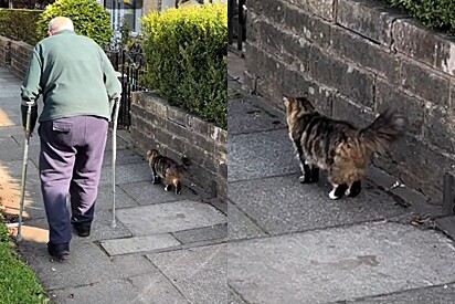 Gato acompanha idoso em sua caminhada matinal e cena emociona.