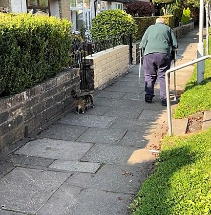 A gatinha acompanha o idoso em suas caminhadas matinais.