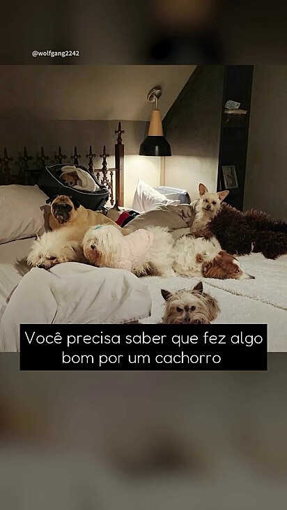 Os cães tem uma rotina estabelecida.