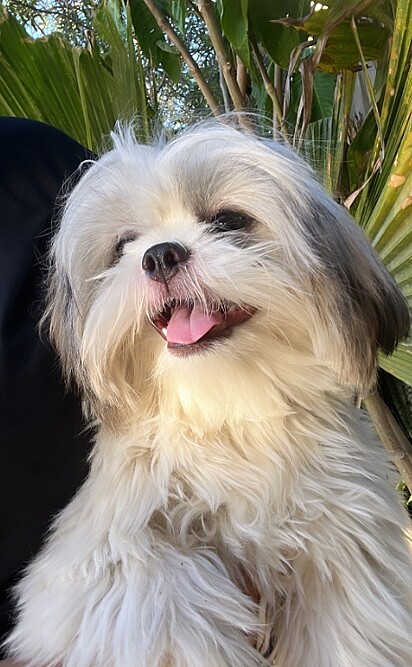 Loui, um cachorro da raça Shih Tzu.