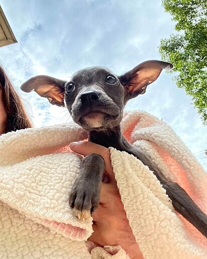 Pouco a pouco, a cachorrinha tem se recuperado.