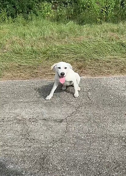 A cachorrinha estava um pouco tímida, mas Kristin conseguiu ganhar a sua confiança.