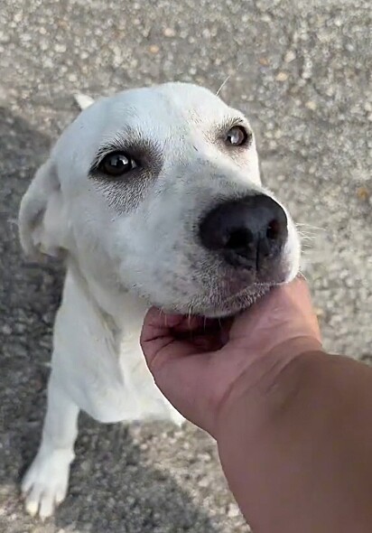 Kristin resgatou a pet e levou para a sua casa.