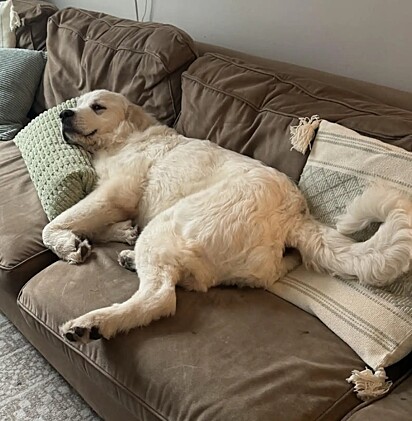 O cão passou por muito sofrimento e, ainda assim, era gentil.