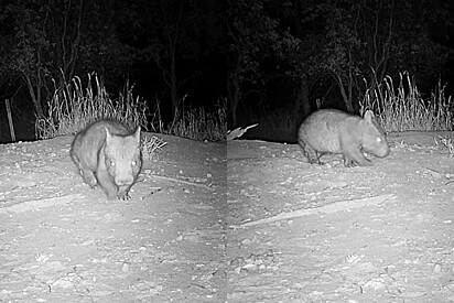 Câmera escondida encontra animal extremamente raro caminhando sem jeito em floresta.