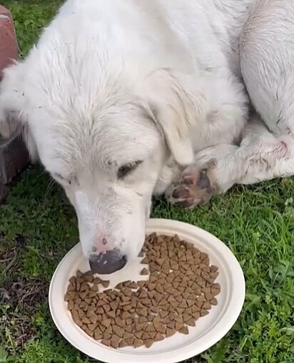 Coconut é um cão da montanha dos Pirenéus e foi usada para reprodução. 