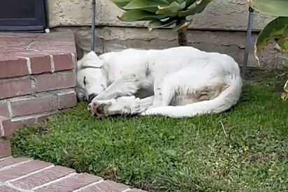 Cachorro desconhecido é encontrado dormindo profundamente em quintal - eis que ele começa a abrir os olhos