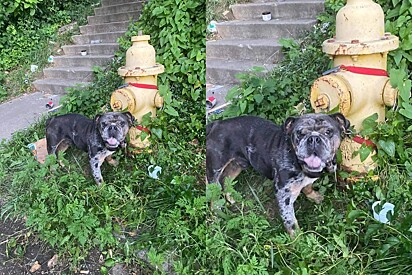 Mulher se depara com cão buldogue deixado amarrado em hidrante - então ela resolve tomar uma atitude