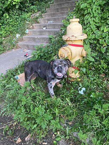 O cão havia sido abandonado em um beco sem saída.