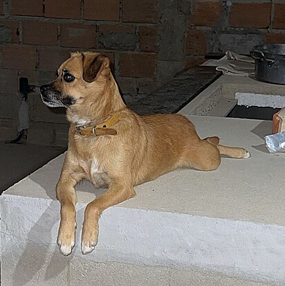 A cachorrinha nasceu para estressar o tutor.