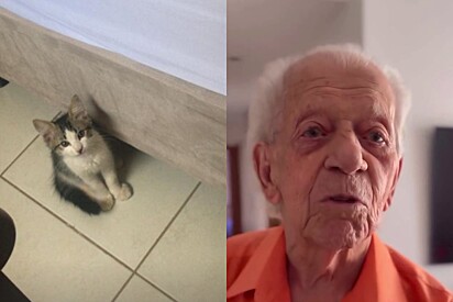 Apesar da preocupação do avô o felino está muito bem e não corre riscos.