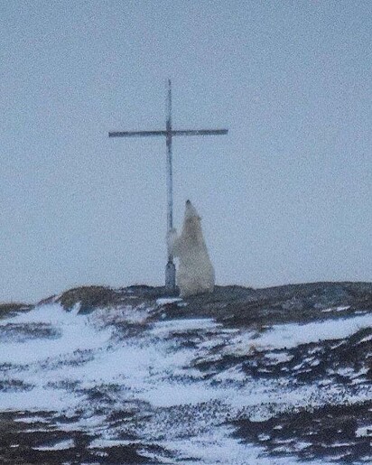 O urso polar foi flagrado orando ao pé da cruz.