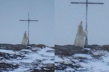 Urso polar é fotografado orando perto de cruz.