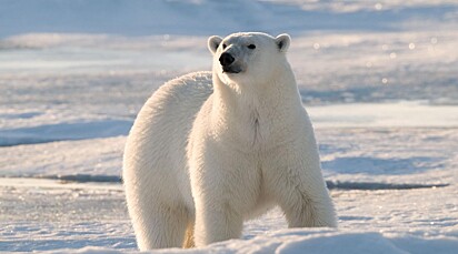 Imagem ilustrativa de um urso polar.