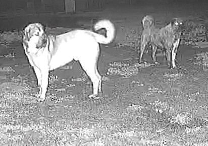 Ao lado de seus colegas caninos Bo e Lily, Judge passa a noite vigiando.