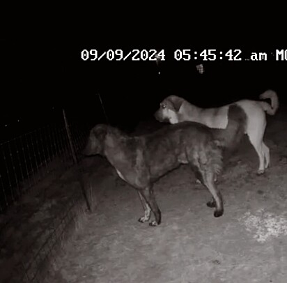 Os cães trabalham principalmente à noite.