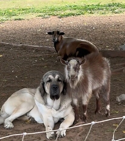 Judge e Bucky têm um vínculo especial, e o bode adora ficar perto do cão.