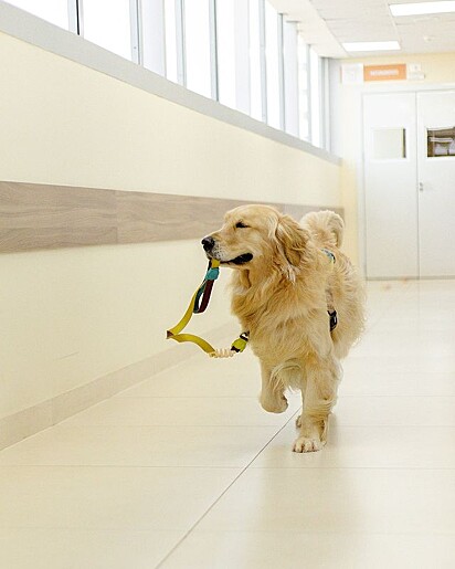 Alfredo é um golden retriever muito simpático e alegre.