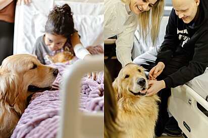 Tutora leva golden retriever para visitar pacientes, e o encontro supera expectativas..