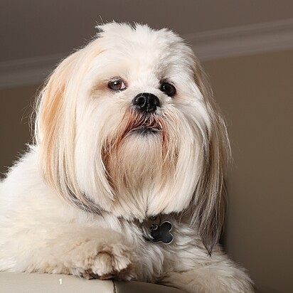 Foto ilustrativa de um cachorro da raça Lhasa Apso.