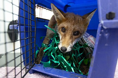 Os protetores se dedicaram ao resgate do animal.