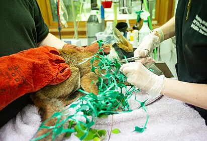 A raposinha foi bem cuidada no hospital veterinário.