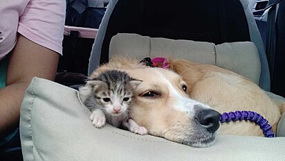 Mocha se conectou com o gatinho Grogu.