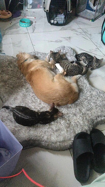 A cachorrinha ama cuidar dos gatinhos resgatados.