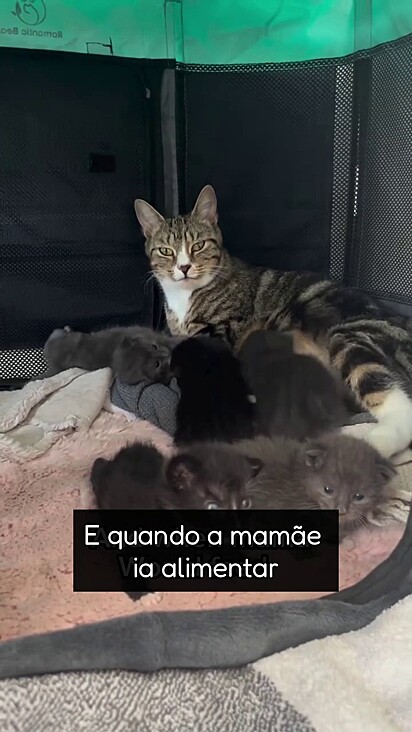 A felina sabia que podia confiar a segurança dos seus filhos no cão.