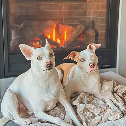 Os dois cães se tornaram inseparáveis.